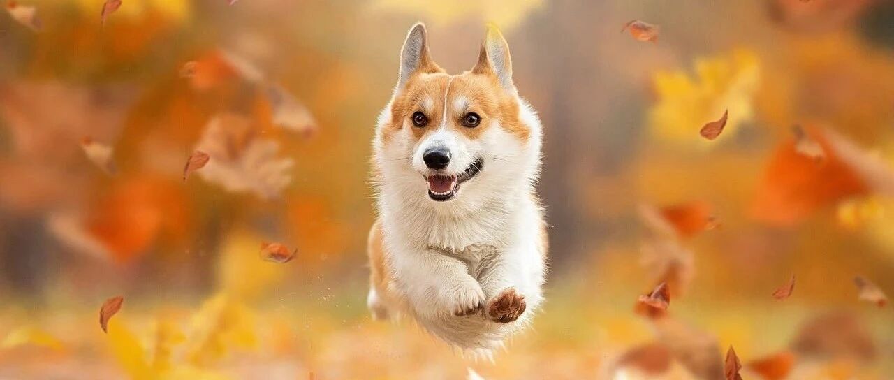 MySQL列属性之自增长